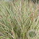 Schizachyrium sc. 'Chameleon' GM P9