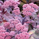 Sedum telep. 'Karfunkelstein' GM P9