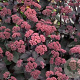 Sedum telep. 'Karfunkelstein' GM P9