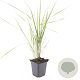 Calamagrostis acut. 'Karl Foerster' GM P9