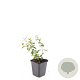 Hypericum dummeri 'Peter Dummer' GM P9
