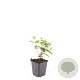 Hypericum i. 'Rheingold' GM P9