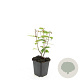 Hypericum i. 'Rheingold' GM P9