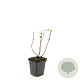 Hypericum i. 'Rheingold' GM P9