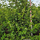 Amelanchier lamarckii 200-225 cm draadkluit extra