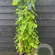 Aristolochia macrophylla 80 cm rozenpot 2L