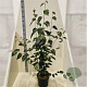 Betula utilis 'Doorenbos' 100-125 cm 10L meerstammig