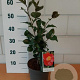 Camellia j. 'Dr King' GM C3