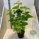 Catalpa bignonioides 'Aurea' 150-175 cm 10L