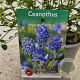 Ceanothus impressus 'Victoria' 20-25 cm 2,5L
