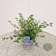 Ceanothus impressus 'Victoria' 20-25 cm 2,5L