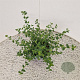 Ceanothus impressus 'Victoria' 20-25 cm 2,5L