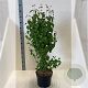 Cercidiphyllum japonicum 125-150 cm 10L meerstammig