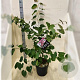 Cercis canadensis 100-125 cm 10L meerstammig