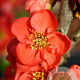 Chaenomeles spec. Red Kimono 70 cm 2,0L