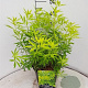 Choisya Goldfingers GM 2,0L leverbaar