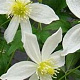 Clematis 'Anita' 80 cm rozenpot 2L