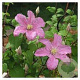 Clematis 'Comtesse de Bouchaud' 80 cm rozenpot 2L