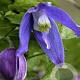 Clematis 'Frances Rivis' 80 cm rozenpot 2L
