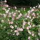Anemone h. 'September Charm' GM P9