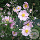 Anemone h. 'September Charm' GM P9
