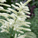 Astilbe (J) 'Washington' GM P9