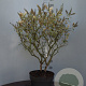 Buddleja 'White Ball' 60-80 cm 7,5L