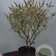 Buddleja 'White Ball' 60-80 cm 7,5L