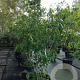 Chimonanthus praecox 225-250 cm container meerstammig