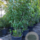 Chimonanthus praecox 225-250 cm container meerstammig
