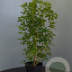Choisya ternata 40-60 cm 5,0L