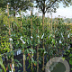 Clematis armandii 125-150 cm 5,0L