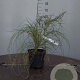 Cytisus praecox 40-60 cm 5,0L
