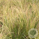 Deschampsia cesp. 'Goldtau' GM P9