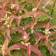 Diervilla splendens 30-40 cm C1.5