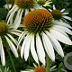 Echinacea p. 'Alba' GM P9
