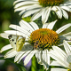Echinacea p. 'Alba' GM P9