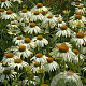 Echinacea p. 'White Swan' GM P9