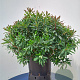 Euphorbia amygdaloides 'Purpurea' GM P9