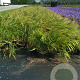 Hakonechloa macra GM P9