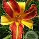 Hemerocallis 'Frans Hals' GM P9
