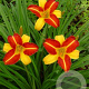 Hemerocallis 'Frans Hals' GM P9
