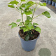 Hedera hel. 'Arborescens' 20-30 cm 2,0L