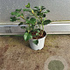 Hedera hel. 'Arborescens' 20-30 cm 2,0L