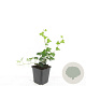 Hedera helix GM P9