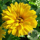 Heliopsis h. 'Summer Sun' GM P9