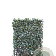 Hedera hel. 'Woerner' 120x180 Mobilane kant en klaar haag