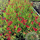 Helenium 'Moerheim Beauty' GM P9