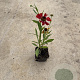 Helenium 'Moerheim Beauty' GM P9