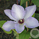 Clematis 'Ivan Olsson' 80 cm rozenpot 2L